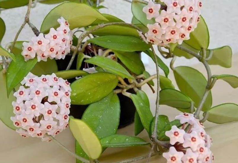 快把家里的绿萝都丢了，此花更好养，花量大香味浓，空气更清新