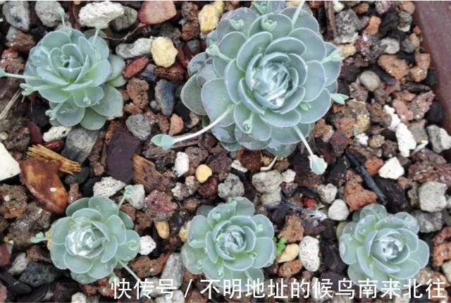 60种多肉图鉴及养护要点,1分钟学会,超全超实用!