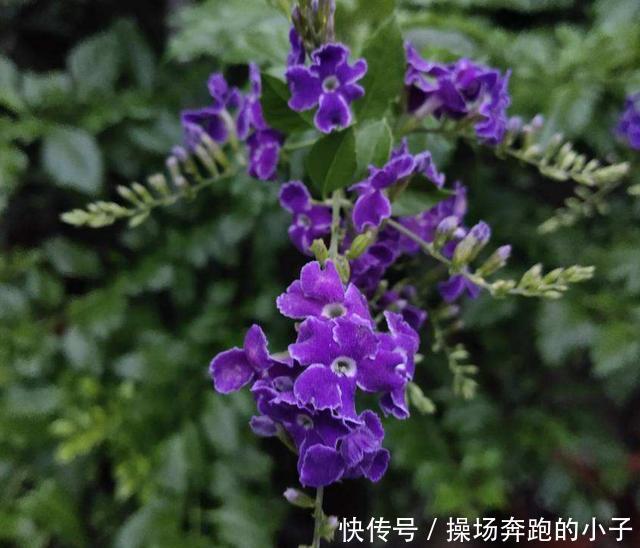 奶香小可爱蕾丝金露,味道迷人,街坊邻居都爱!