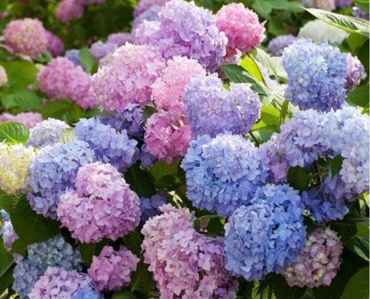 养花|养花就养4种花，家里养一盆，开花漂亮花期长，不易生病好养护