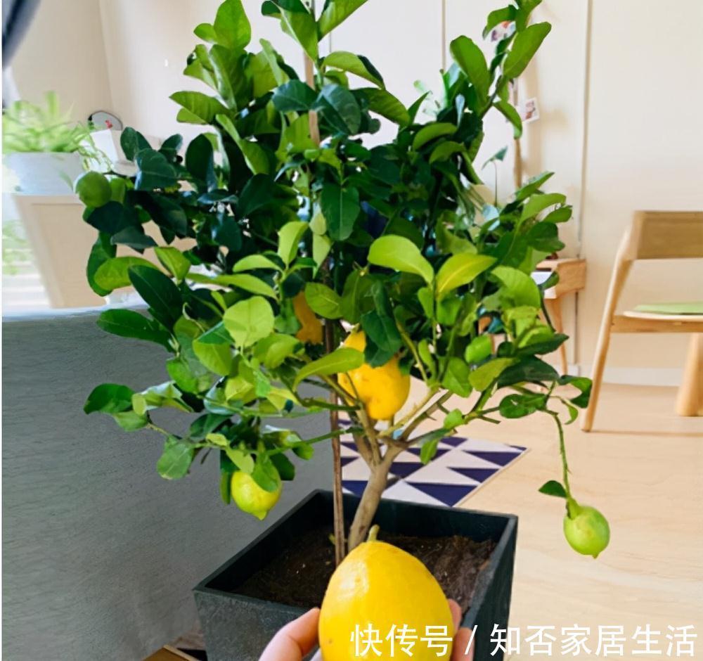 3种“养人树”,漂亮有香味,能吃能观赏,建议至少养一种