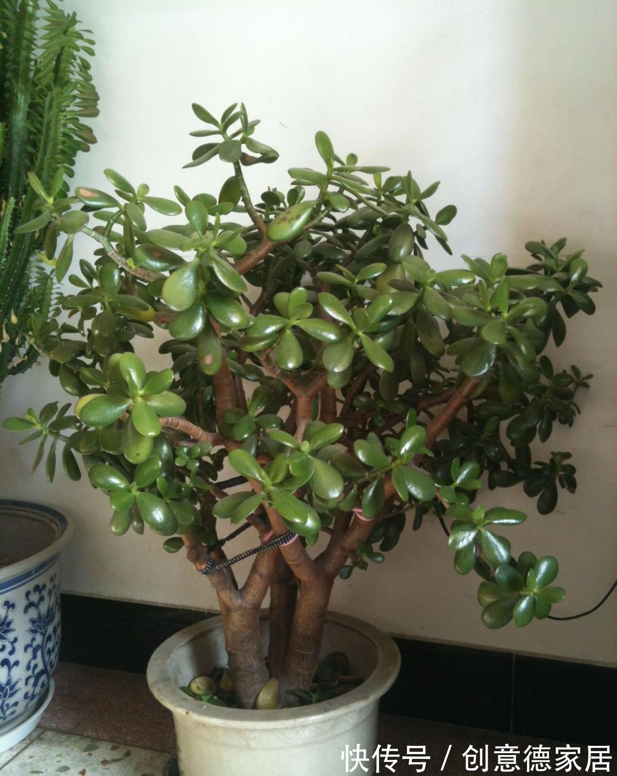 叶片|玉树枝叶疯长，杂乱没精神该怎么办？从这4方面入手改造就够了