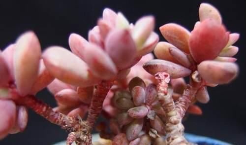 悬崖|养多肉姬胧月，了解掌握3个技巧，1年长成悬崖老桩