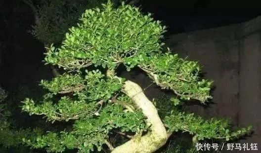 发财树|富裕家庭,这“3种花”会养在客厅,个个寓意好,胜过发财树