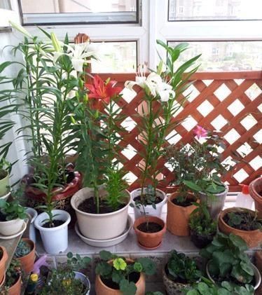 这种花,1颗“球”种满一花盆,有水就活,一开花就成团,香满屋