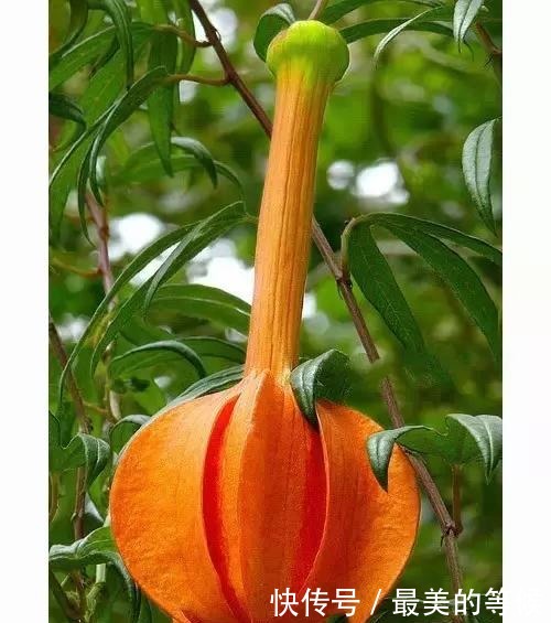 奇花、奇花、奇花、罕见奇花,赶快打开欣赏吧