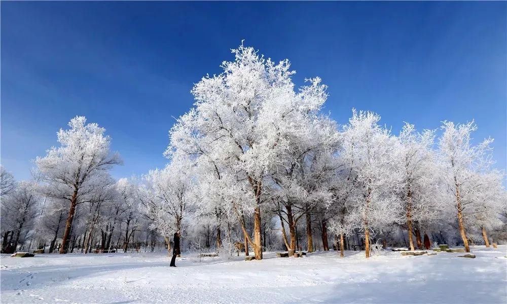 金塔|惊艳！冬日里的金塔胡杨林，美到尖叫的冰雪奇缘~