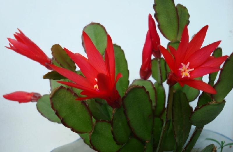 骨粉肥|养蟹爪兰,怎么催花?没有磷酸二氢钾就用它,1个月1次