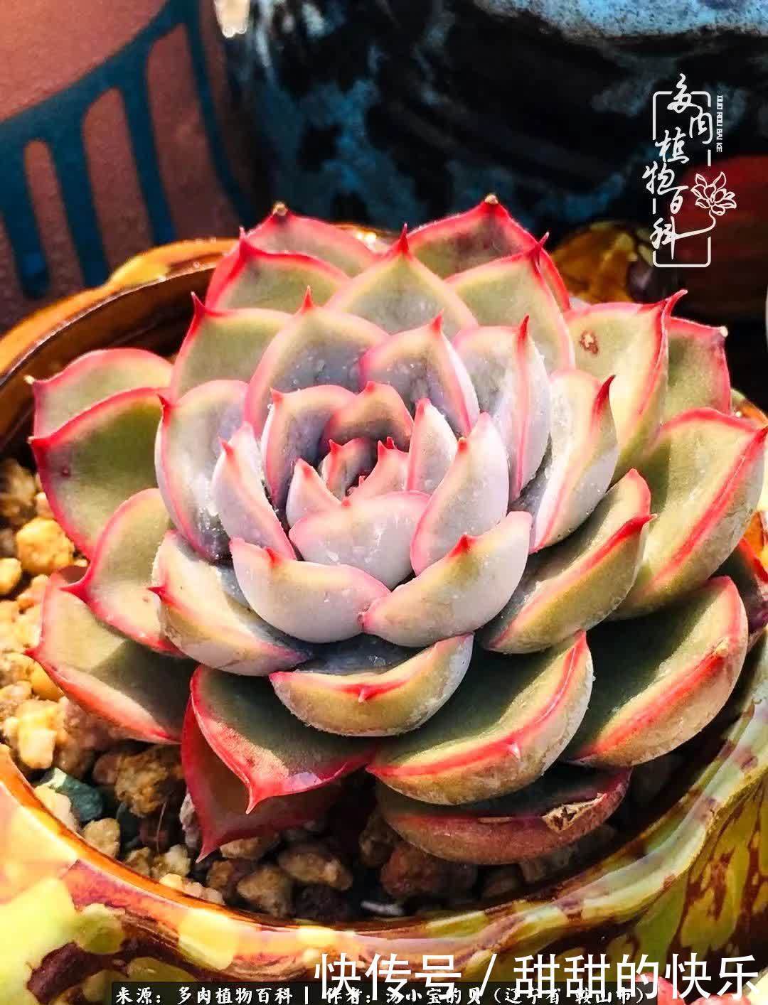 蚧壳虫|远嫁他乡,多肉是我孤寂时最美的陪伴!