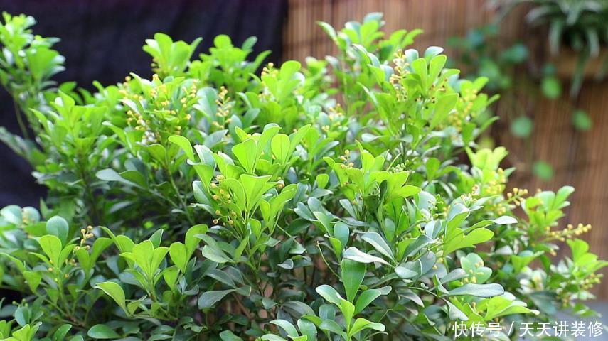 9种花开花植物,促花不能使用磷酸二氢钾,因为容易黄叶和僵苗