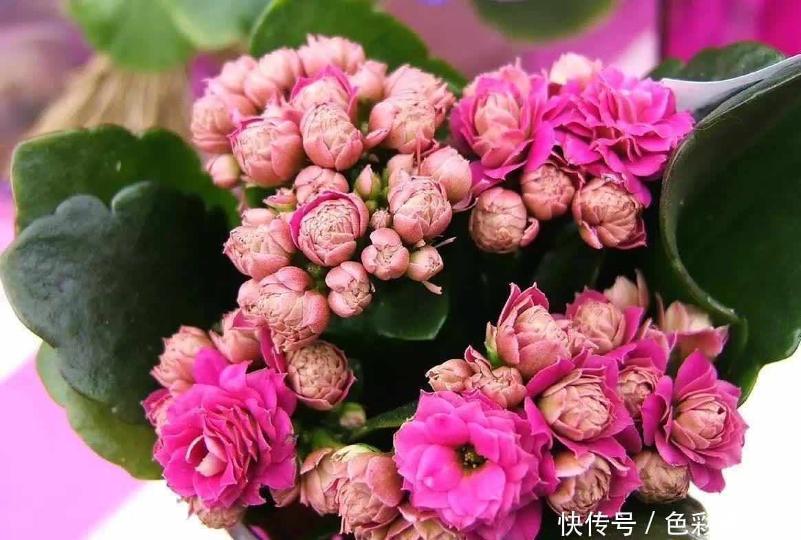 夏天|夏天,有4种花不能浇水多了,“控制浇水”才能状态更美