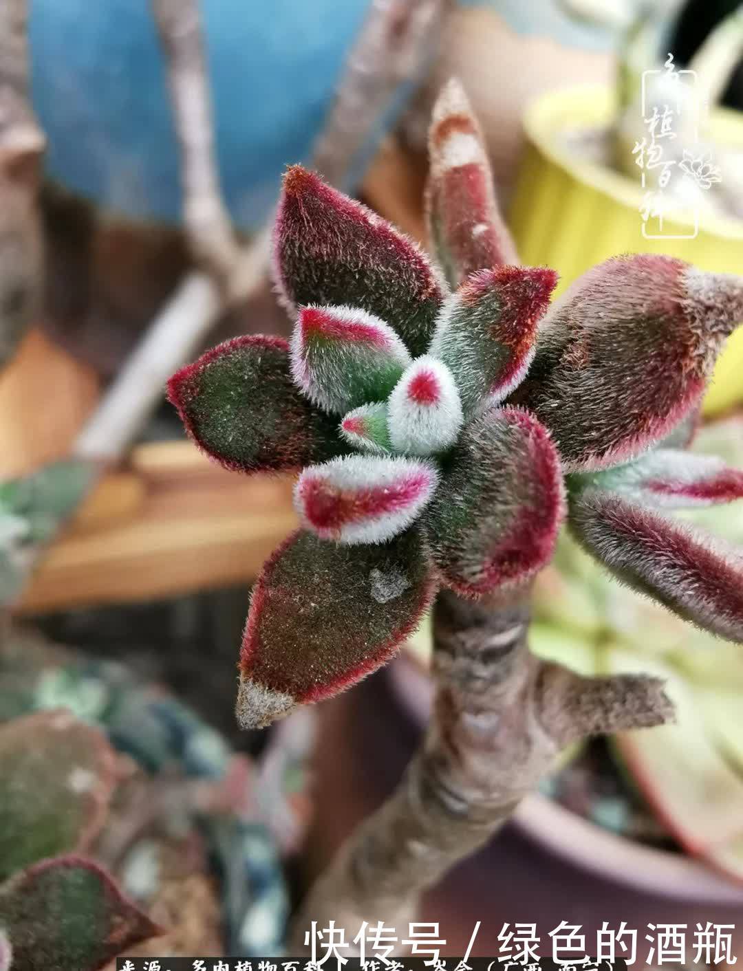 无关利益,不计得失,多肉给了我不一样的感受温暖的方式