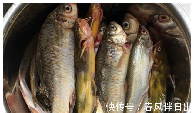 在家红烧杂鱼时,只要掌握这几个小技巧,一样能做出妈妈的味道!