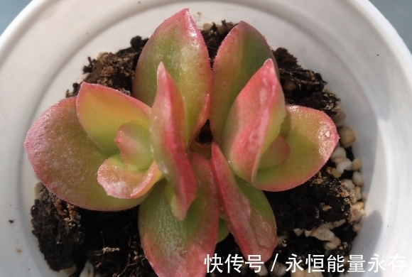 火祭繁殖生长记录,内有干货