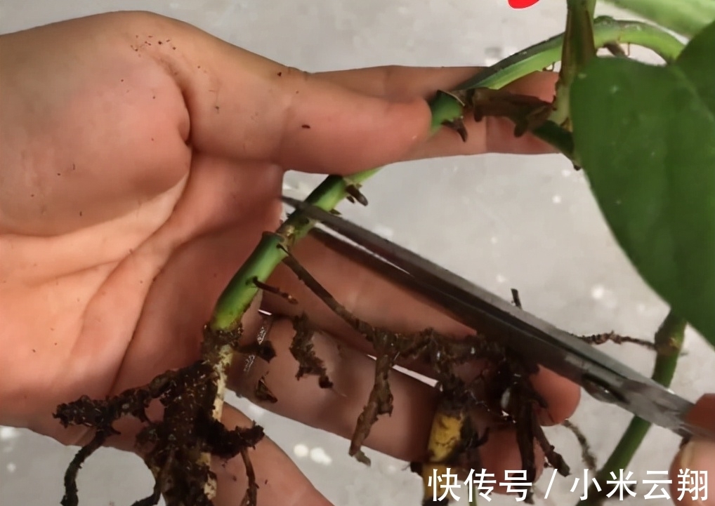 绿萝烂根的原因,如何预防?你永远也不知道的行业秘密