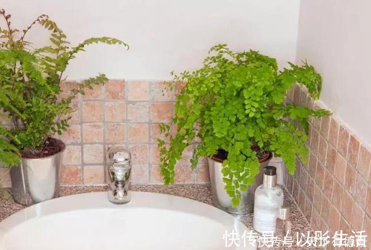 卫生间想养花?选这5种最靠谱,不仅生命力顽强,而且很耐阴!