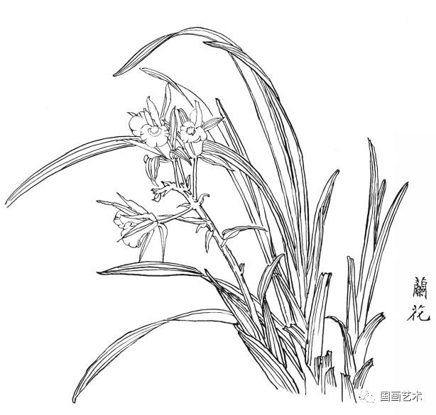  白描|花卉白描图谱选页分享