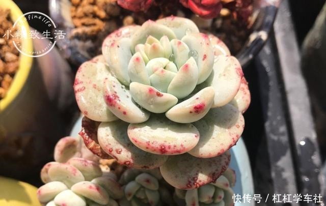 养多肉要会控水，注意6点，1个小技巧，肉肉不用施肥也很胖！