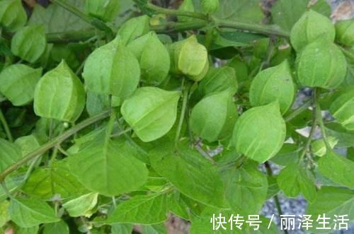 野果|虽是野果,却能消炎、降压、止咳化痰、清热解毒,吃起来也香甜