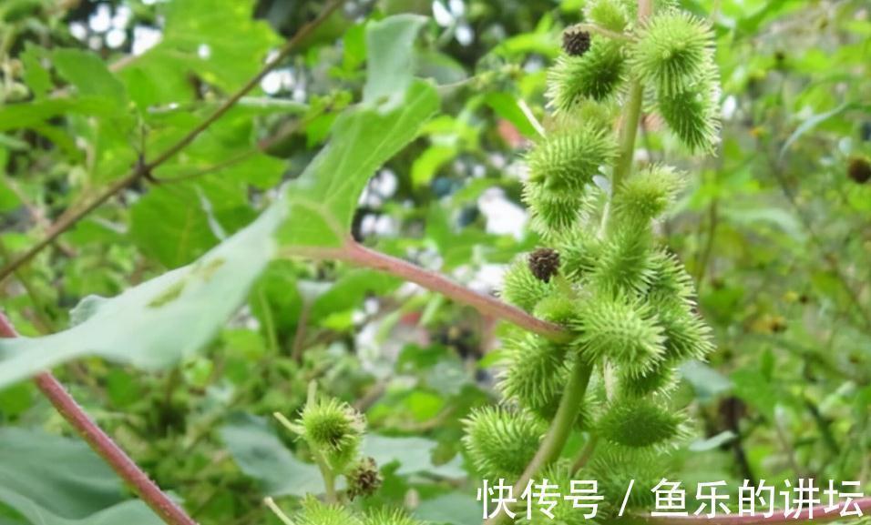 风湿痛|农村两种自带毒性的植物,为何如此受大家欢迎?