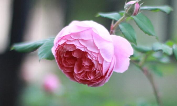 月季冬剪后,及时做3件事,来年长笋开花不会少