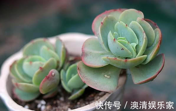 泥炭土|夏天养多肉，做好“关键4点”，安全度夏，越养越肥，越养越壮！