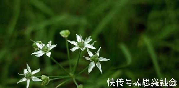 婆婆纳|农村2种花，号称“男人的加油站”，很多人都不知