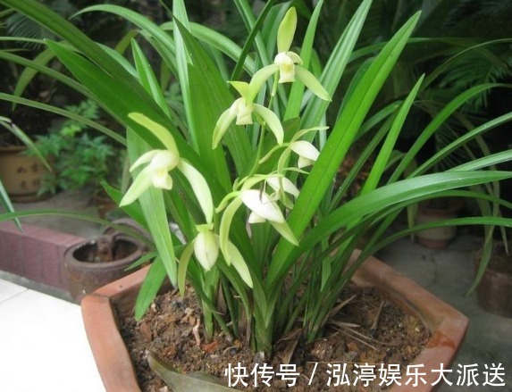 家里人最适合养的3种花，不仅寓意好，而且长得好，花友都会喜欢