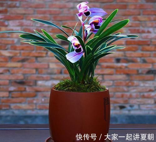 花色|此兰花曾经价格不菲,现在几块钱就能买一盆,花色罕见,值得入手