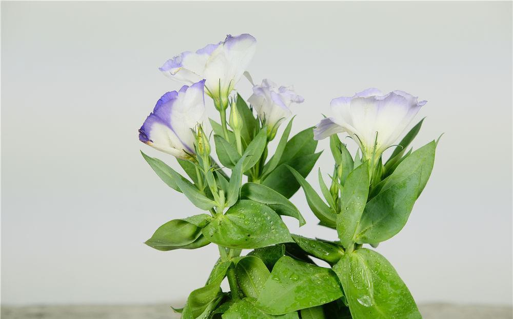 养花|养花试试这几款，花朵犹如流星雨划过的天空，绚烂而美丽