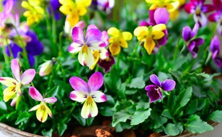 养花|养花就养个花期长的,浇点水晒晒太阳就疯长,对待新手超友好