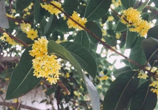 泡茶|桂花树叶泡茶喝,厉害了对人体有很好帮助,真是涨见识了