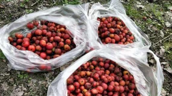 南方这“水果”火了,比蜜饯还甜,5毛一斤没人要,北方卖出高价