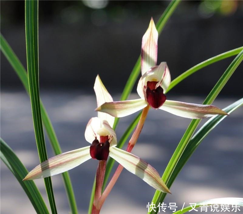 挚爱|此兰花是老一辈兰友的挚爱,香气雅致,无需春化就能开好