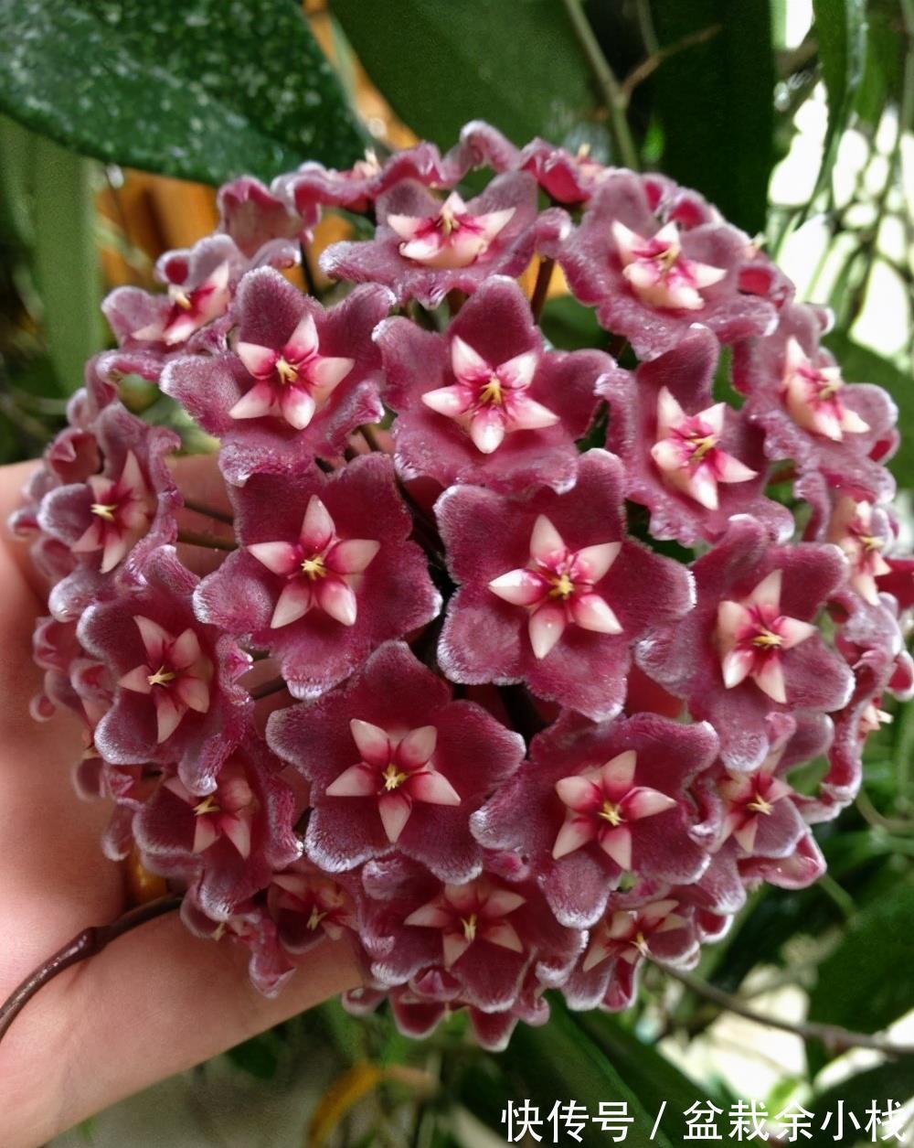 蕾丝|7种“香水花”,养一盆满屋生香,开花180天,好看又贵气