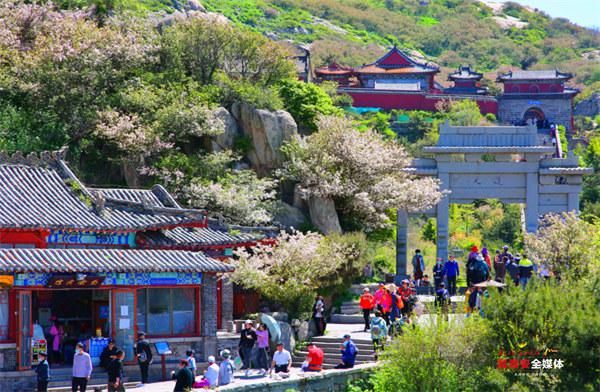 海棠花海|岱顶浅夏如烟，海棠花开正浓——泰山景区加强植被资源保护 打造繁花不断岱顶风光