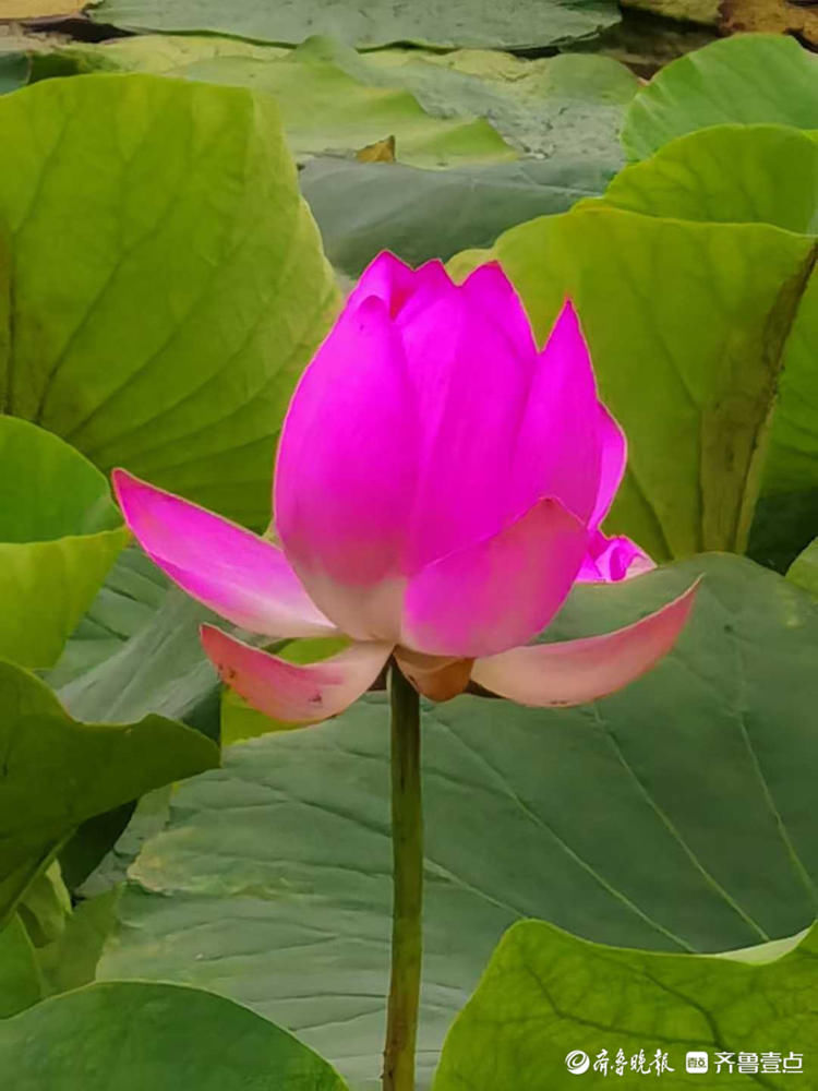 走去赏荷！济南大明湖荷花竞相开放，荷红莲碧美不胜收|花开齐鲁| 齐鲁晚报