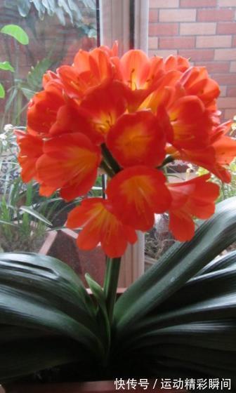 冬天养君子兰,定期喂点“小零食”,根正苗壮,开花一茬接一茬