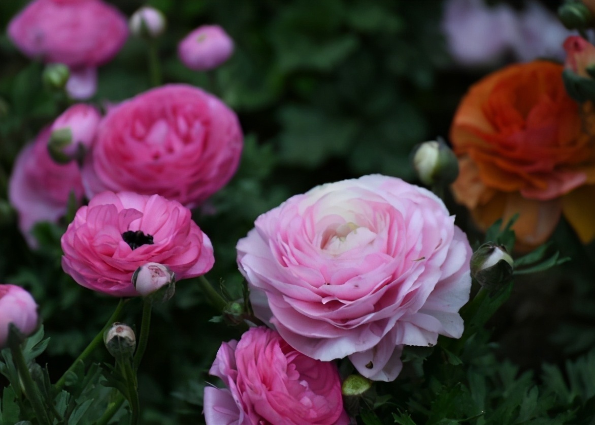 喜欢牡丹、月季,不如养花毛茛,株姿玲珑,节省空间,更有品味