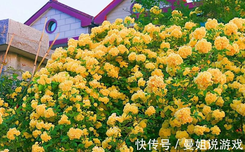 有院子就养木香花吧!繁殖能力超强,开花美又多、香味浓