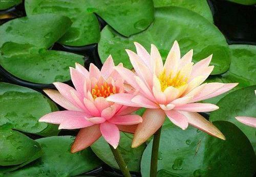 大缸养荷花,要选多大口径多深的缸呢,几月份栽合适