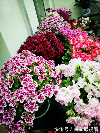 阳台种了30多种天竺葵,美不胜收,客人来了都舍不得走
