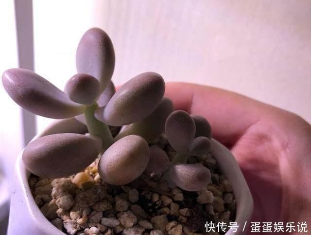 肉友|夏天来了,这些多肉最耐晒,度夏没问题,越养越肥厚