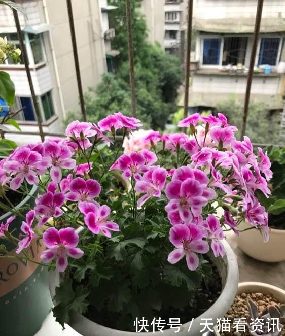 此花是世界名花,花期几乎全年,灿烂绚丽,种植容易,是盆栽佳品