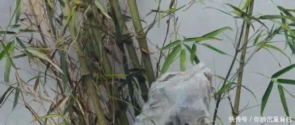 冷军的油画竹子和90后大叔池静山笔下的墨竹,你更喜欢哪个呢