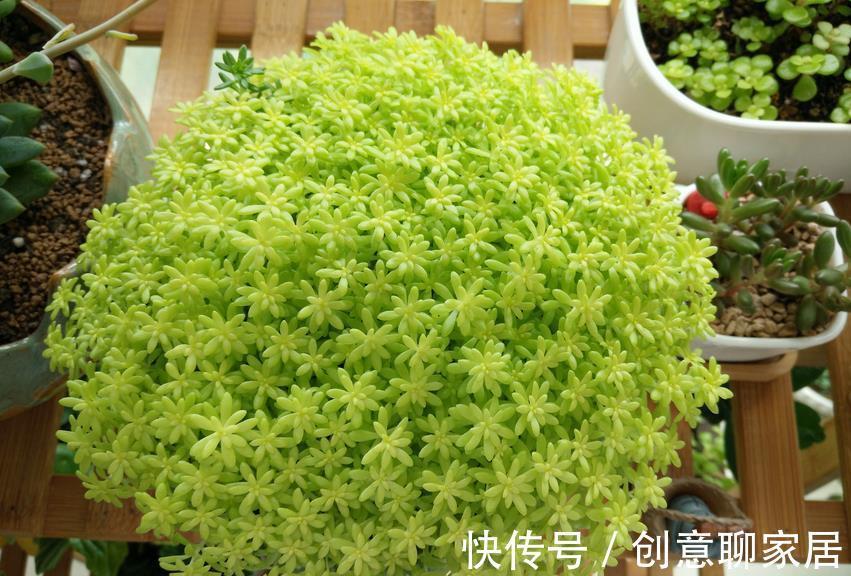 盆栽|多肉植物黄金万年草的基础盆栽要领:一般分为3点