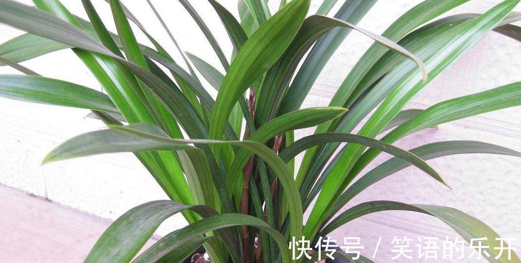 墨兰浇水能用雪水吗,冬季浇水,老花农教你三个简单实用技巧