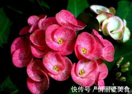 聪明人都养几种花,养在客厅上档次,还杀菌又消毒,特别好!