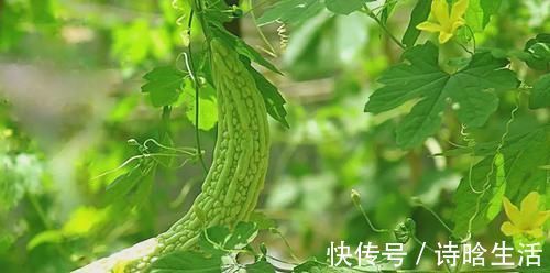 苦瓜|一旦得了高血压,坚持每天吃点“它”,稳定血压,身体更健康