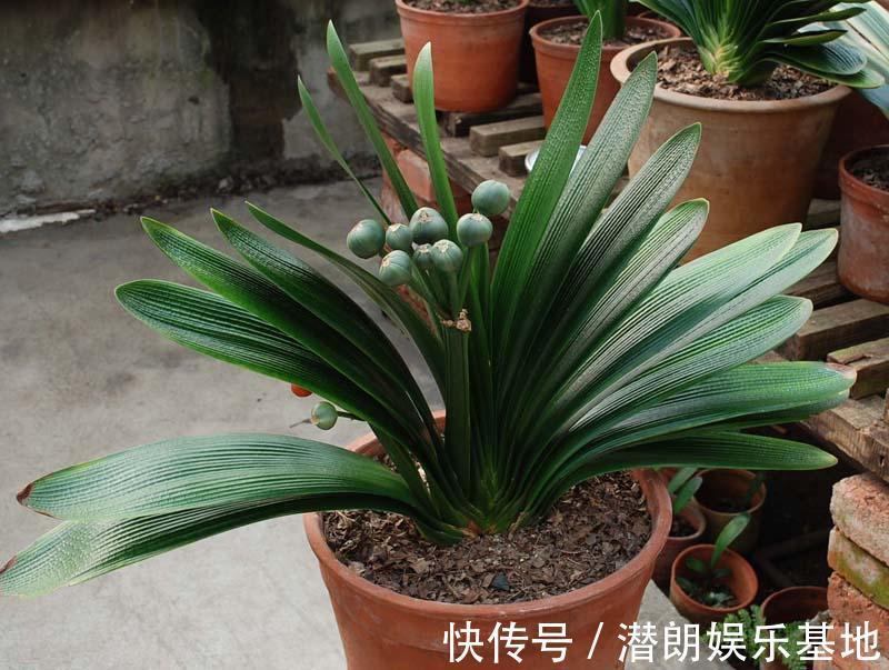 阳台上|封闭阳台养花,要“精挑细选”,选几种准没错,春夏秋冬花不断